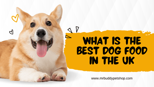 What is the Best Dog Food in the UK?