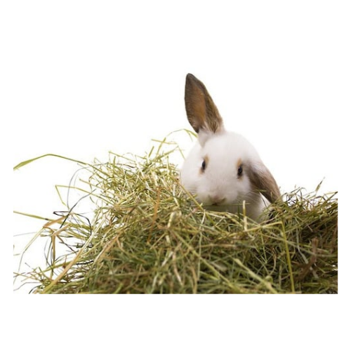 feeding hay in field