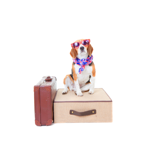 bags for dogs to travel | dog travel crate